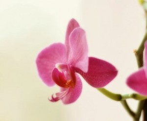 Orchideen sind eine der beliebtesten Zimmerpflanzen der Deutschen