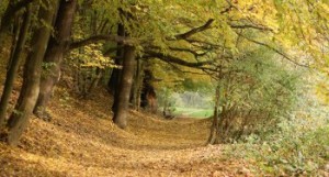 Gerade im Herbst erfreut der Wald mit seinem herrlichen Farbenspiel